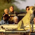 A Traveler’s Guide to Diverse Tour Options Around the World