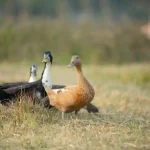 5 Benefits Of Planning Your Duck Hunting Trip In Advance