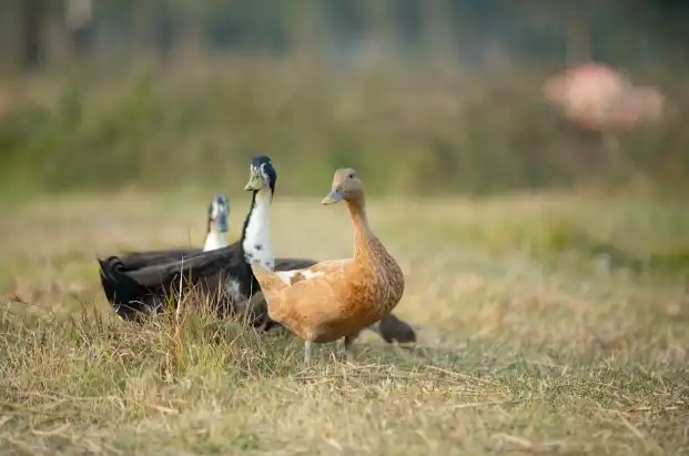 5 Benefits Of Planning Your Duck Hunting Trip In Advance